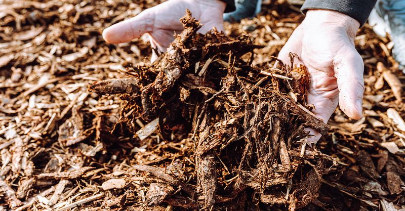 Do Use Organic Mulch (Like Straw or Wood Chips)
