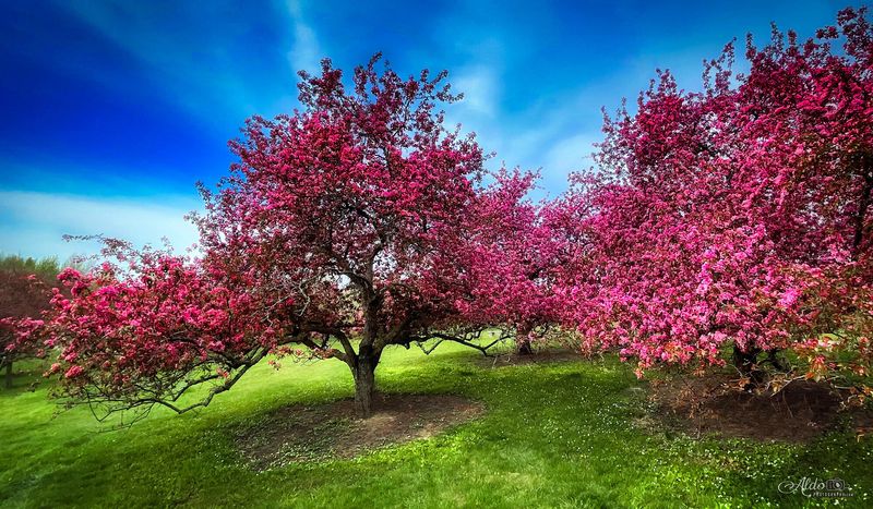 Crabapple (Malus spp.)