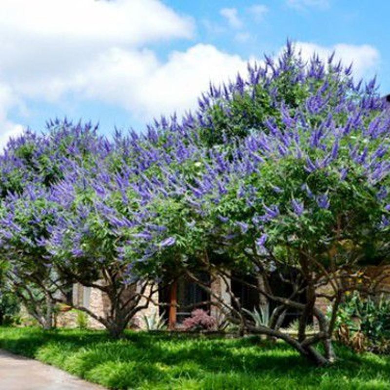Chaste Tree (Vitex agnus-castus)