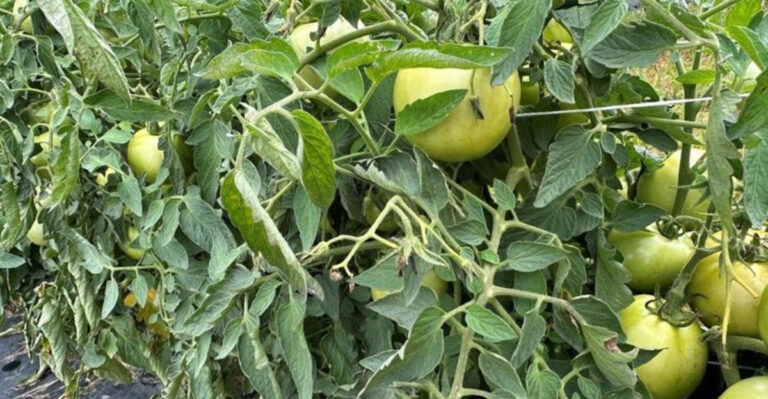 Don’t Let Your Tomatoes Die! 7 Secret Wilting Causes Revealed