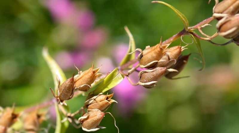 Propagate by Seed or Division