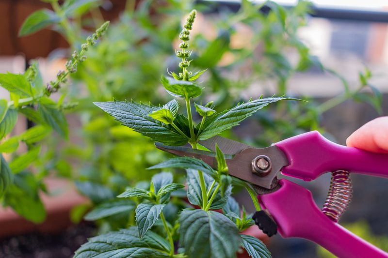 Trim Back the Blooms