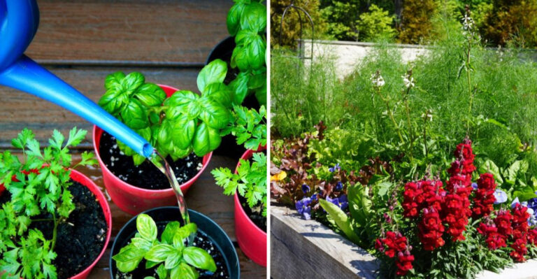 Don’t Panic – Here’s What To Do If Your Herb Garden Starts Flowering