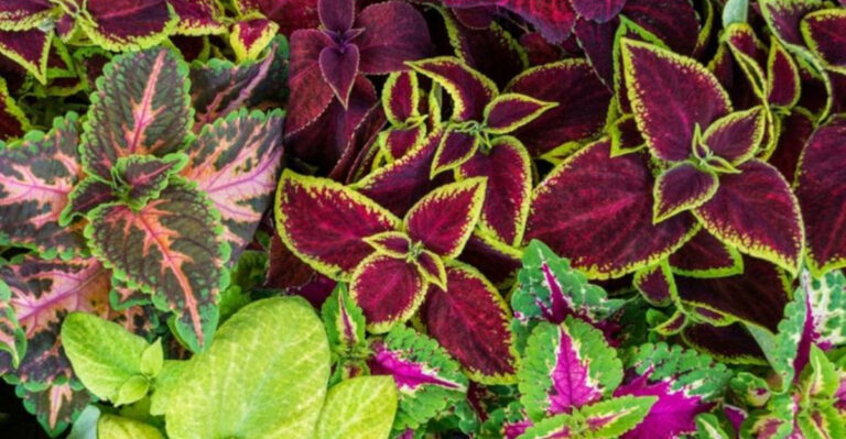 Don’t Toss That Cutting! 15 Plants You Can Propagate in Water