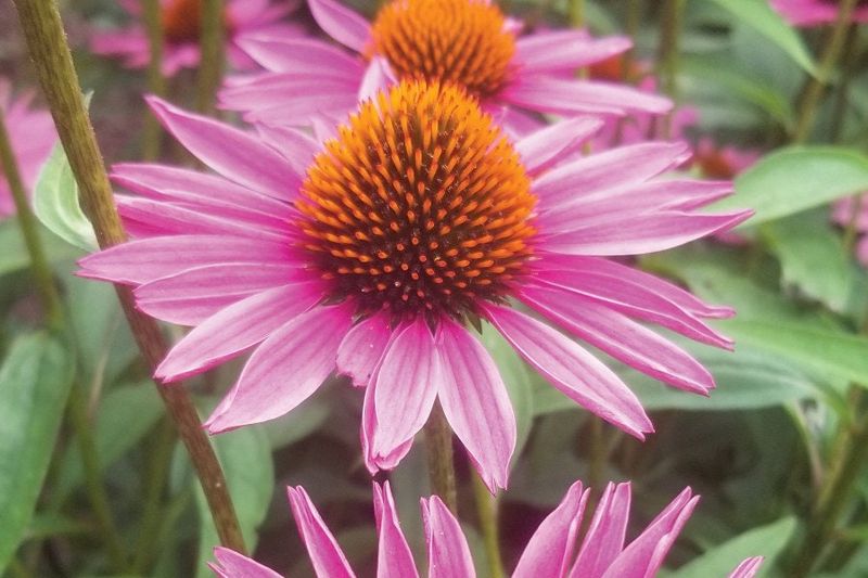 Pica Bella Coneflower