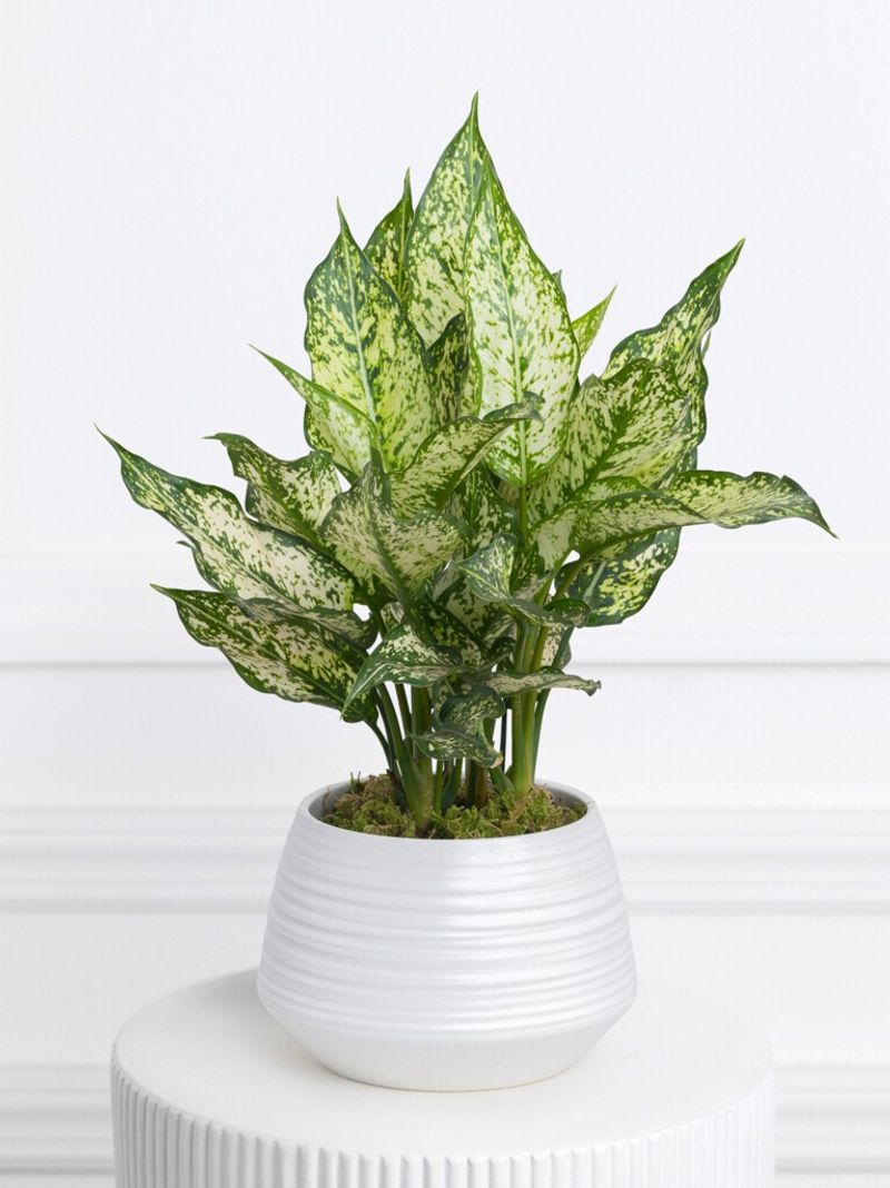 Aglaonema