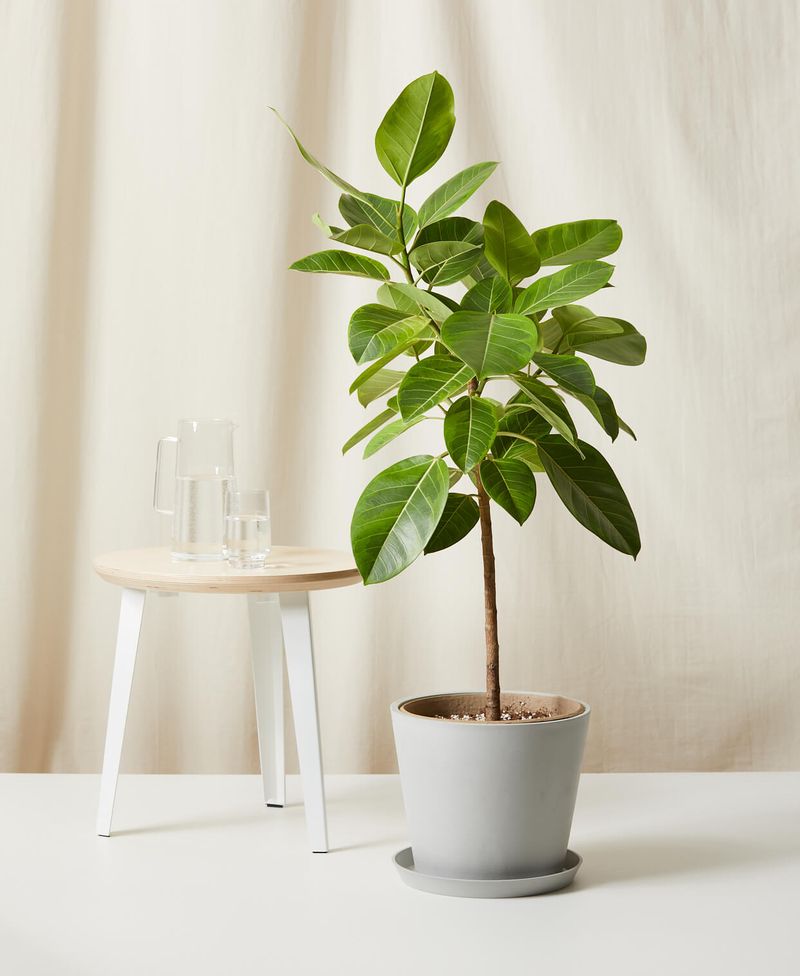 Ficus