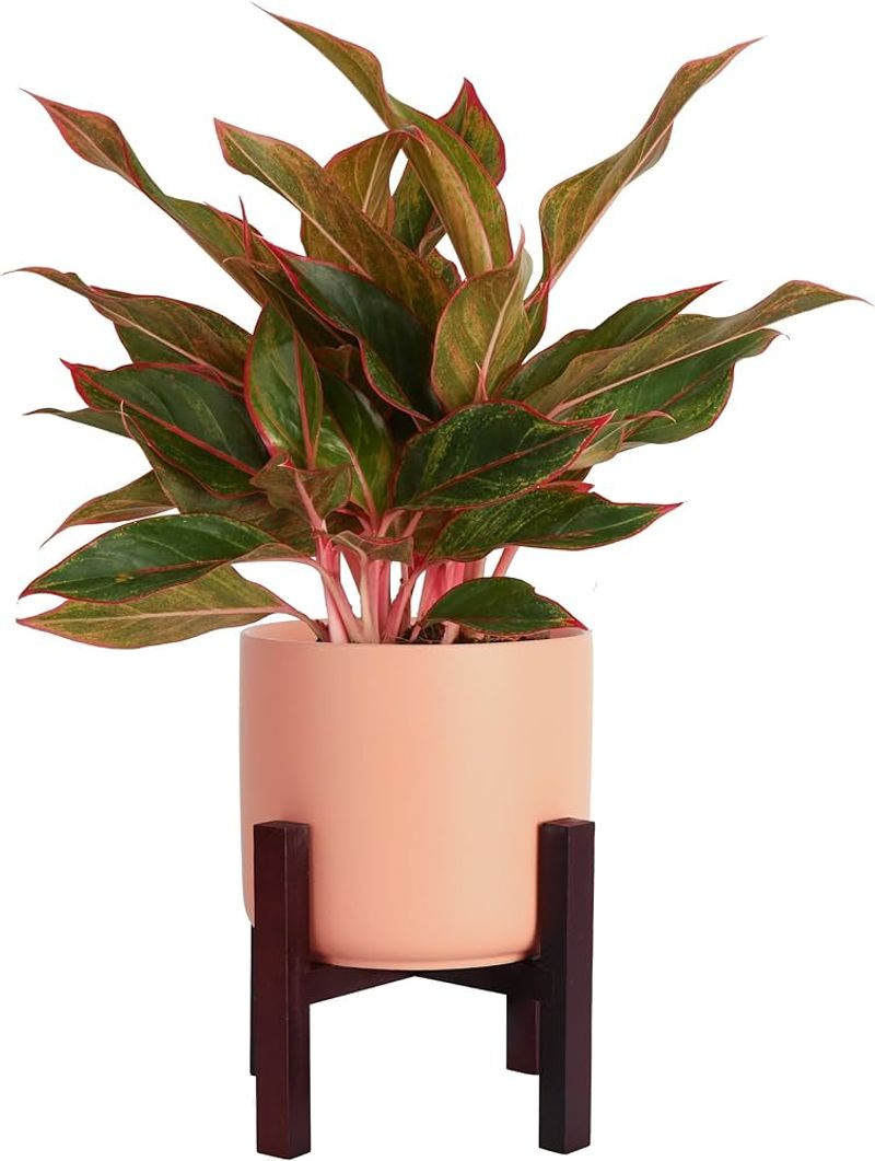 Chinese Evergreen (Aglaonema)