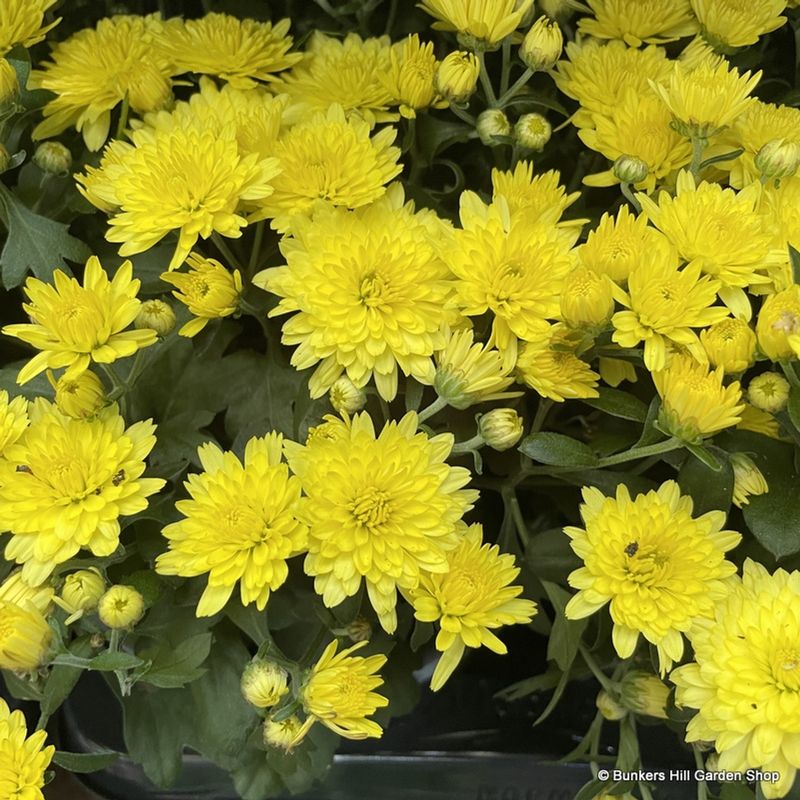Chrysanthemum