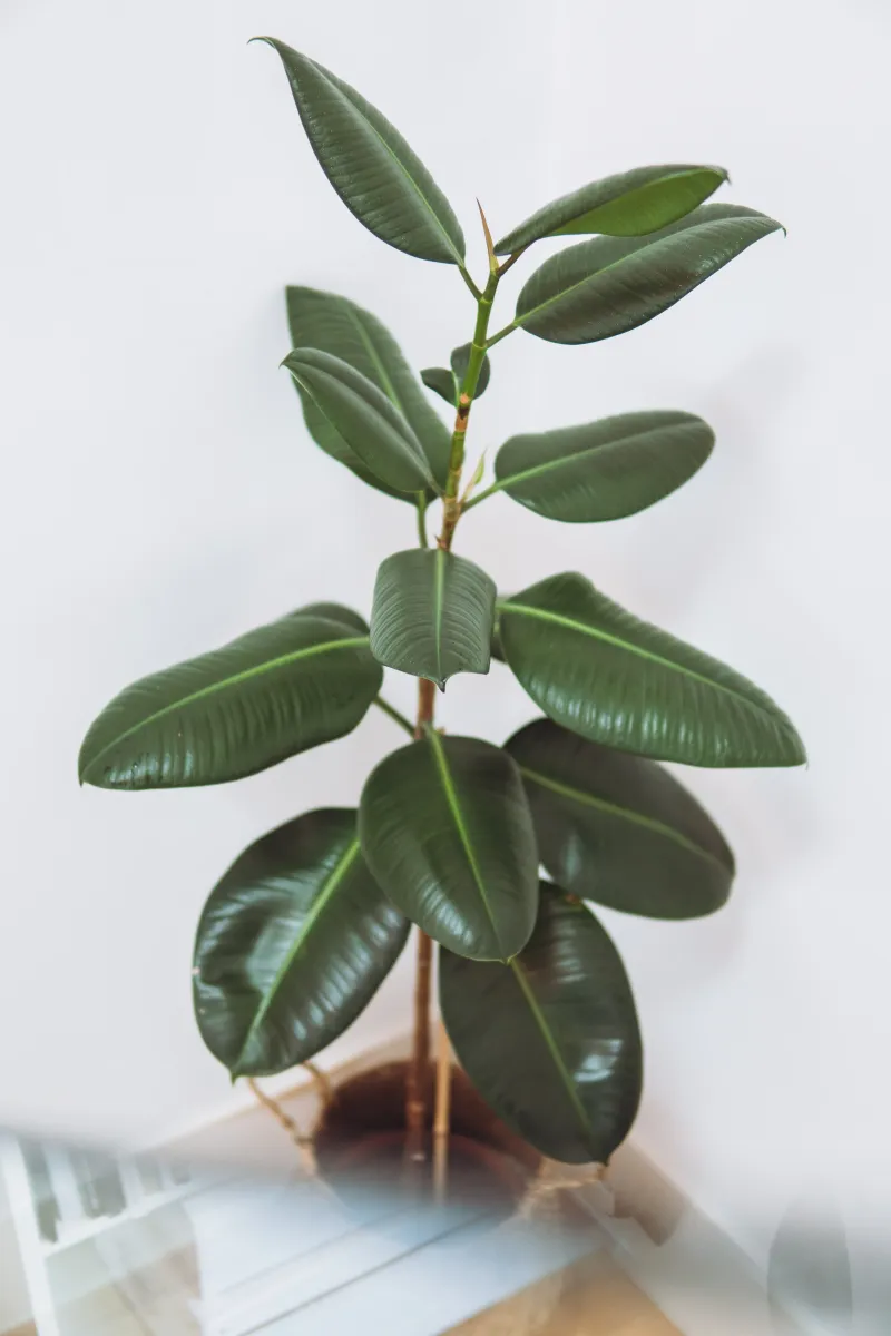 Rubber Plant (Ficus elastica)