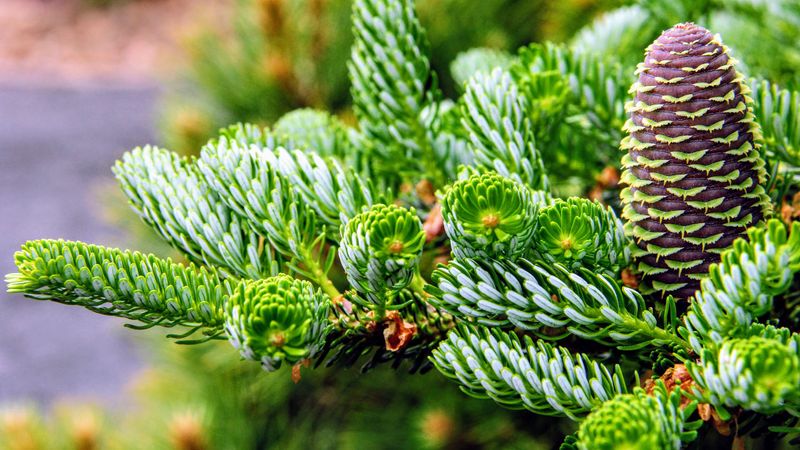 Korean Fir