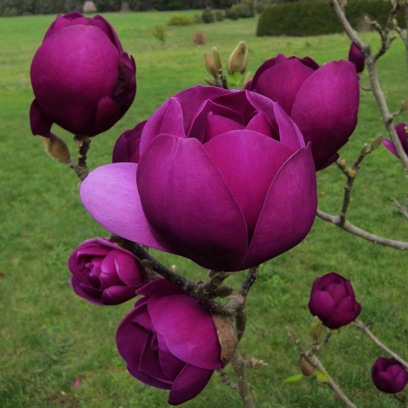 Black Tulip Magnolia