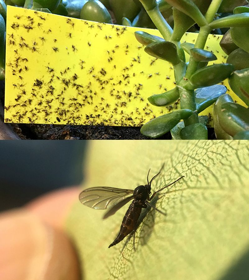 Fungus Gnats