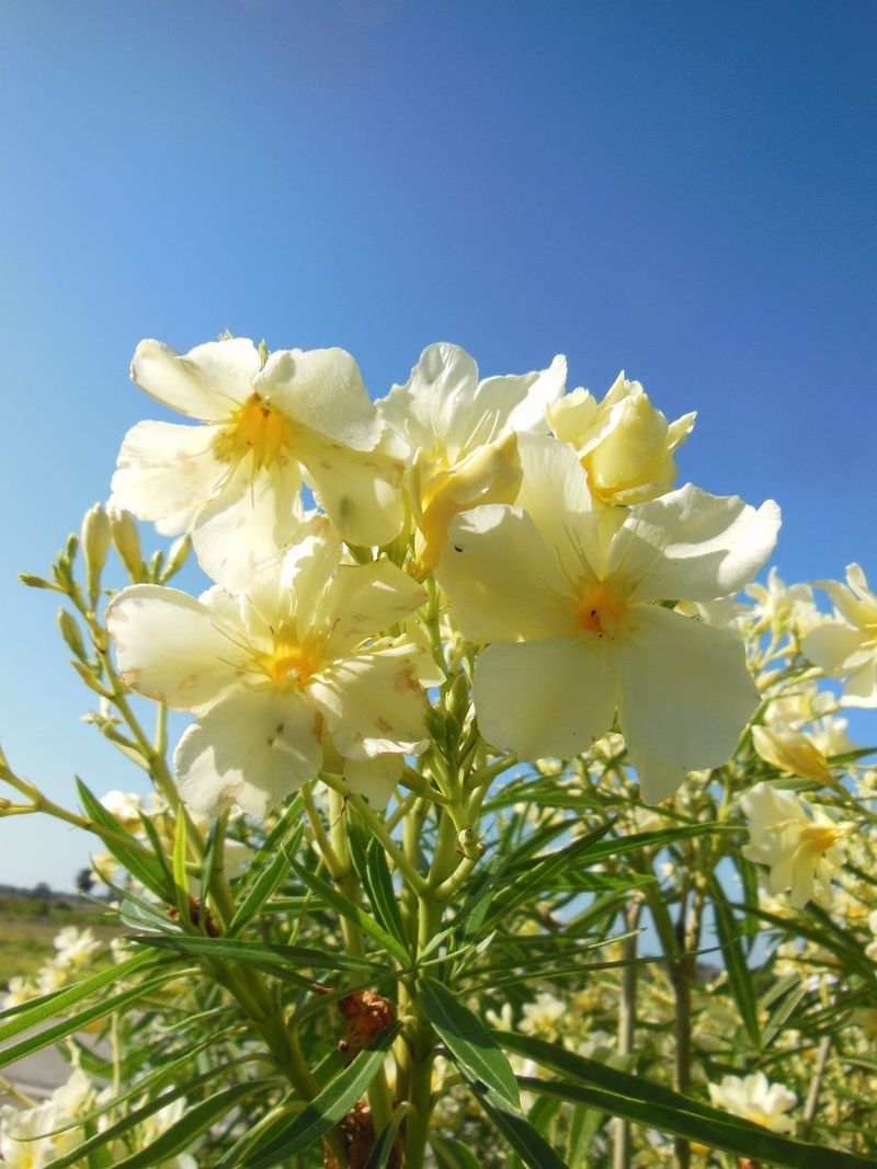 Coastal Wind & Salt Resistance