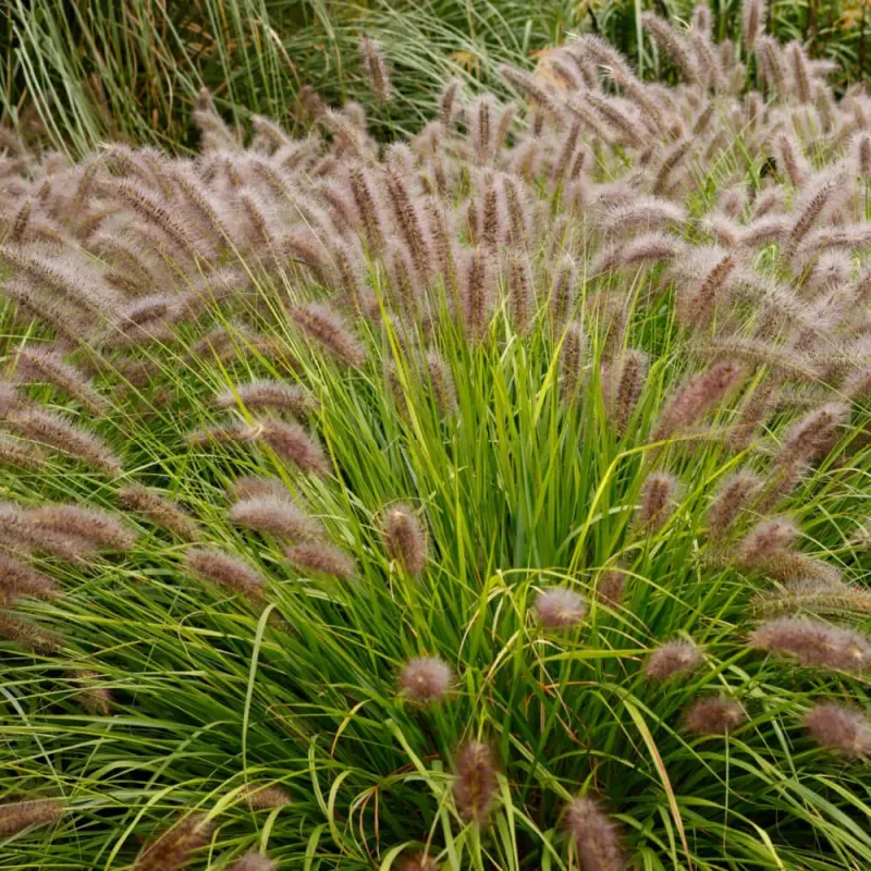 Ornamental Grasses