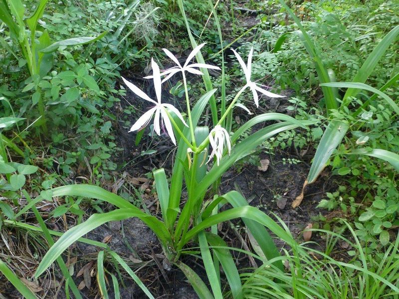 Spider Lily