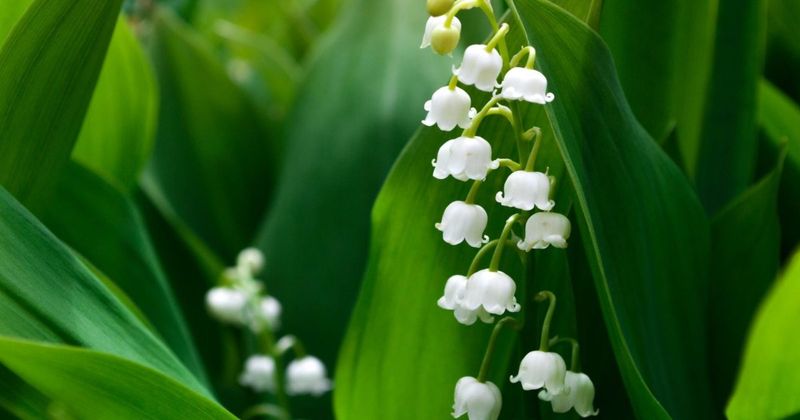 Lily of the Valley
