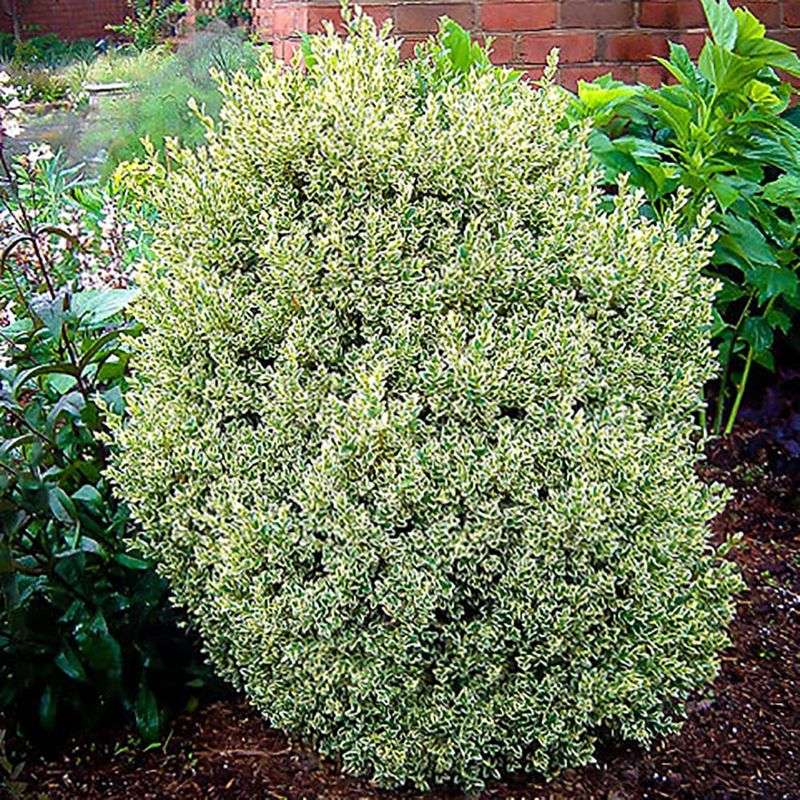 Variegated Boxwood