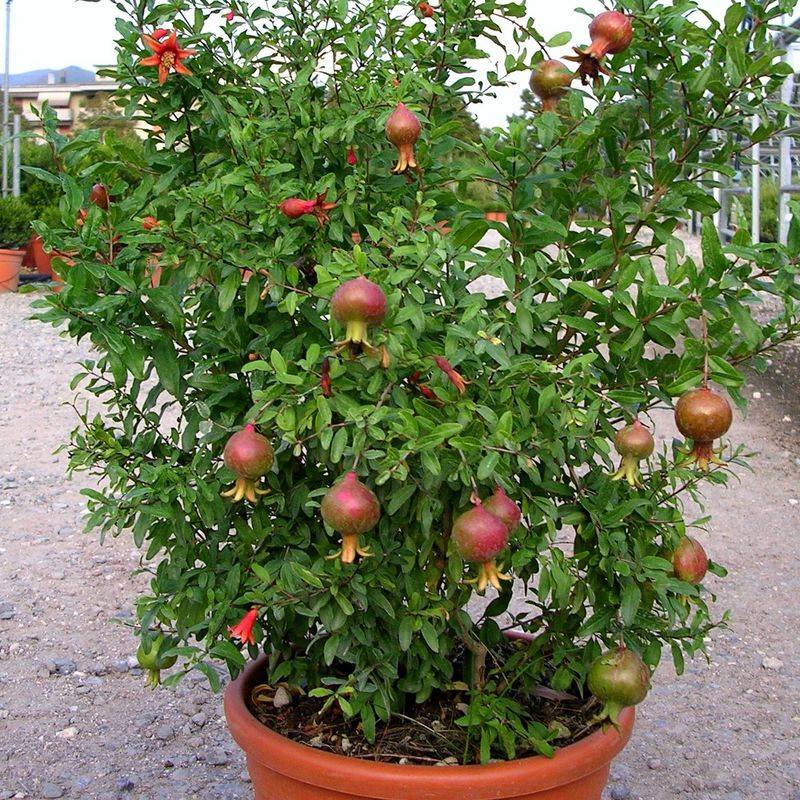 Pomegranate ‘Nana’