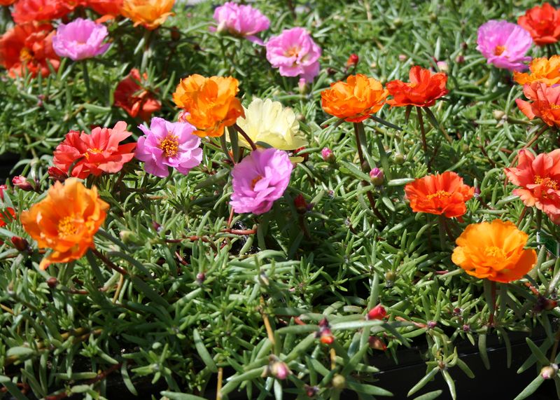 Moss Rose (Portulaca grandiflora)
