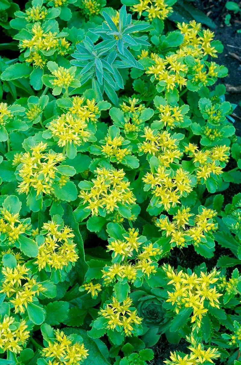 Sedum