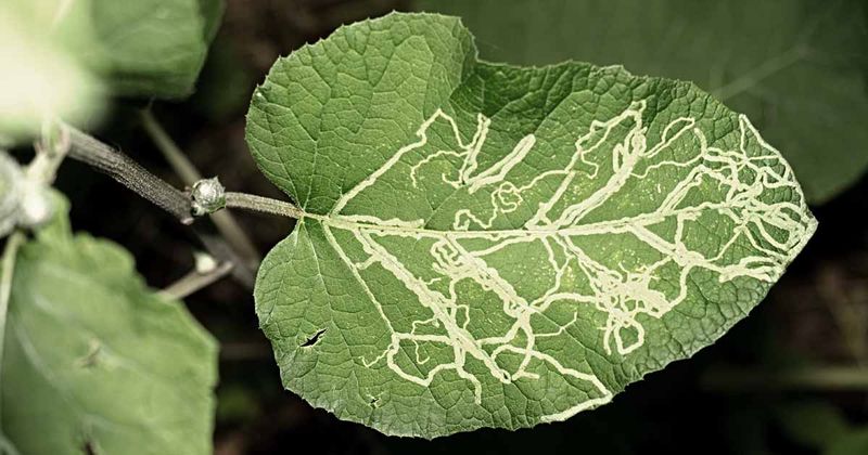 Leaf Miners