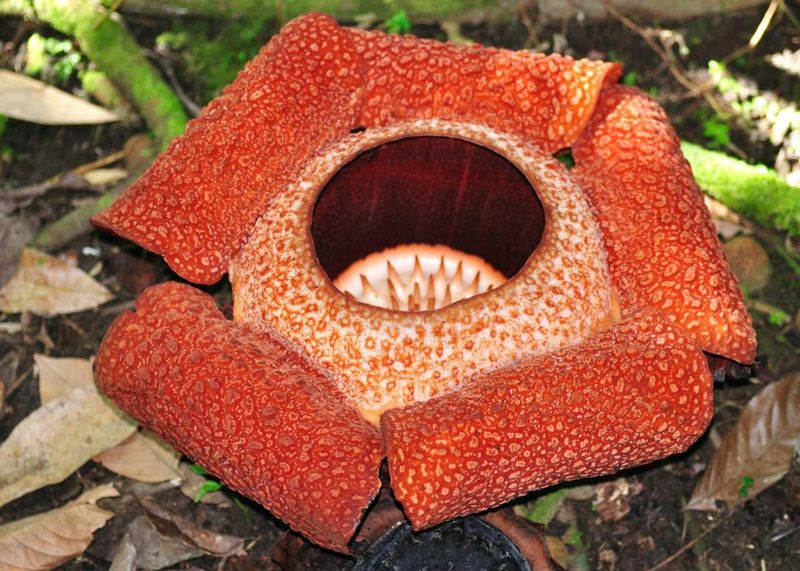 Rafflesia arnoldii