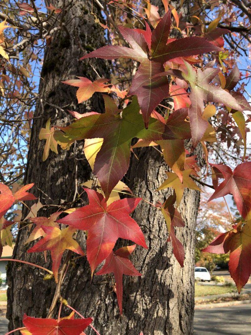 Sweetgum Tree