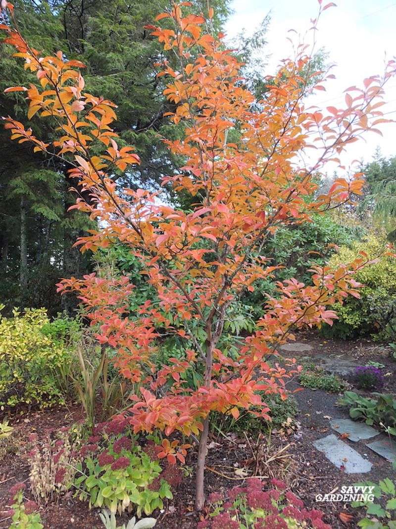 Stewartia (Stewartia pseudocamellia)