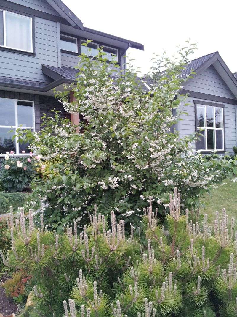 Japanese Snowbell (Styrax japonicus)