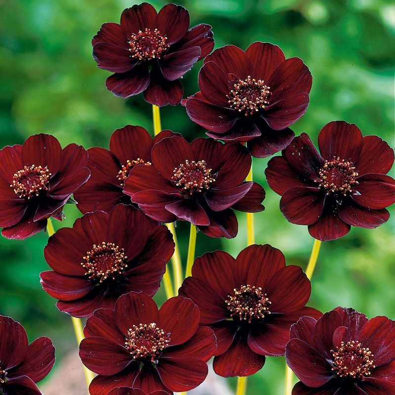 Chocolate Cosmos