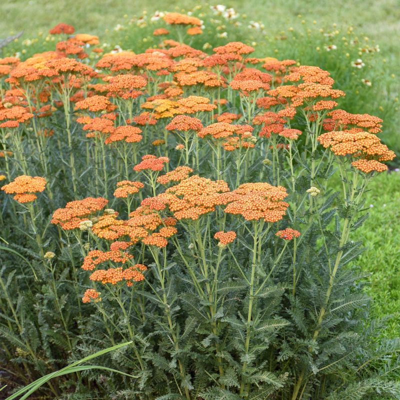 Yarrow