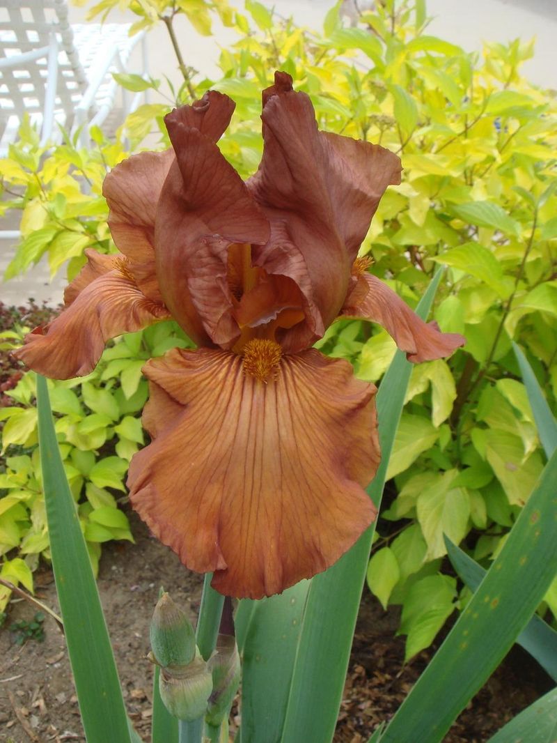 Iris ‘Ginger Snap’