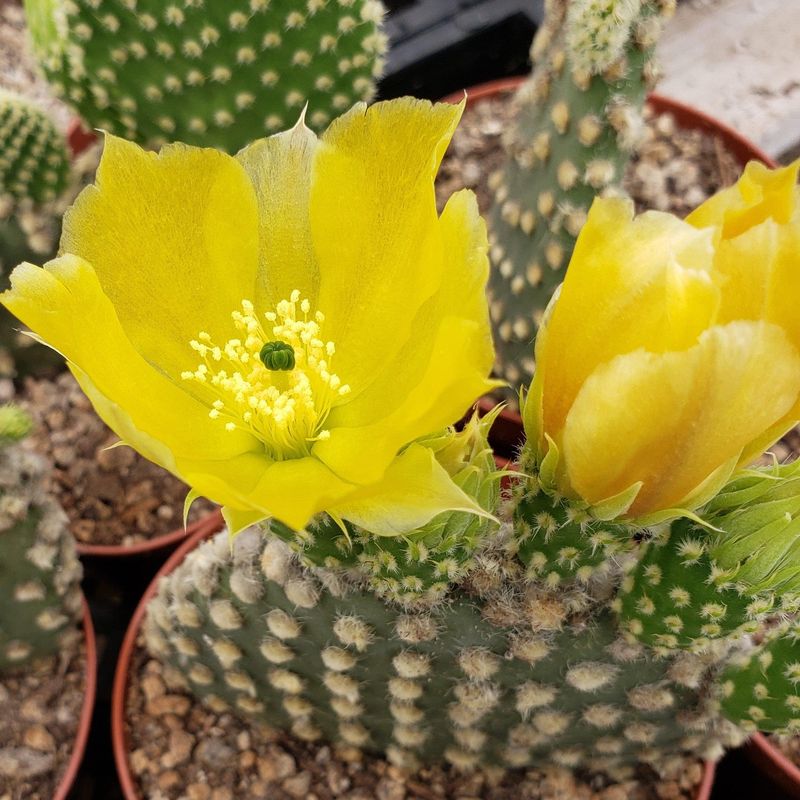 Opuntia Microdasys