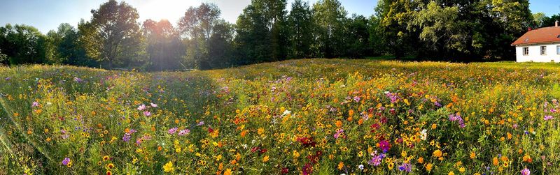 Wildflower Meadow Magic