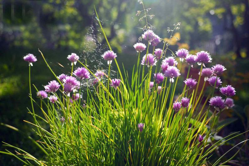 Chives and Peppers
