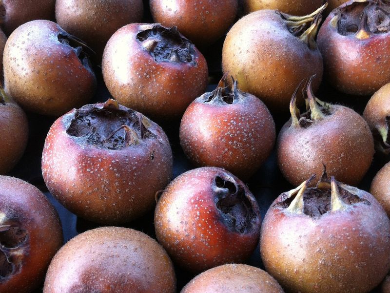 Medlar