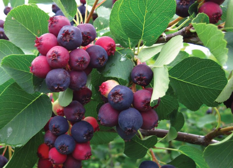 Serviceberry (Juneberry)