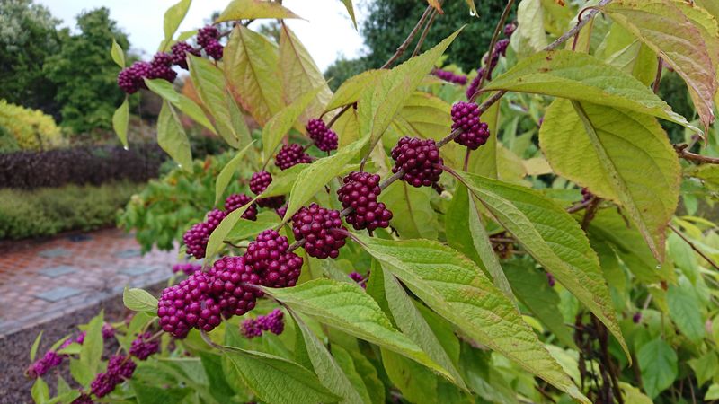 American Beautyberry (Callicarpa americana)
