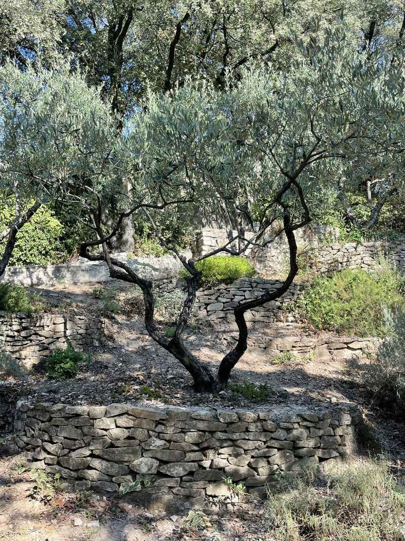 Olive (Olea europaea)
