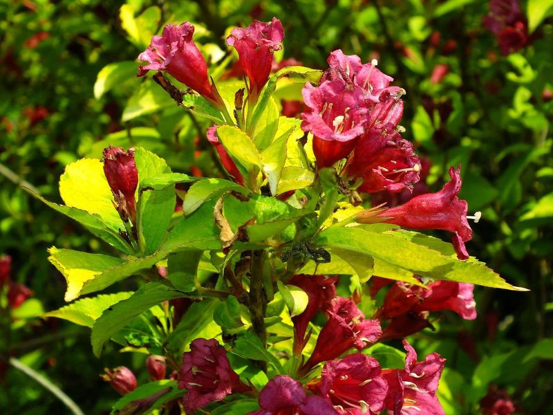 Weigela (Weigela florida)