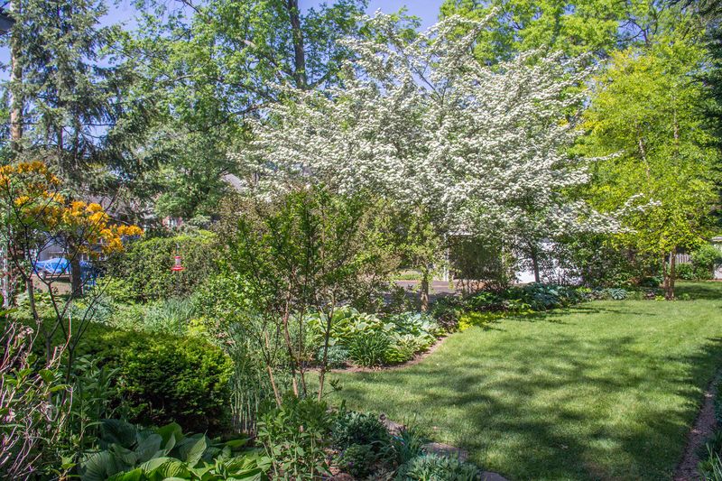 Hawthorn (Crataegus)