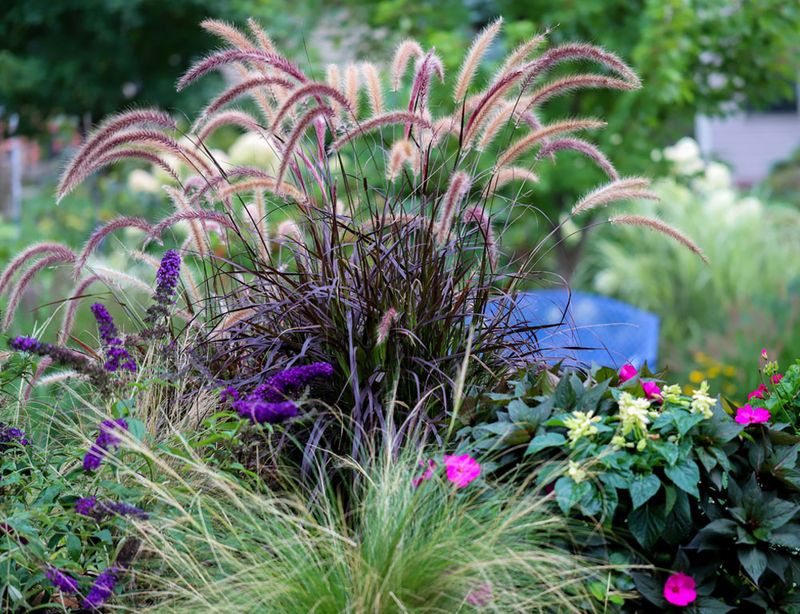 Ornamental Grasses