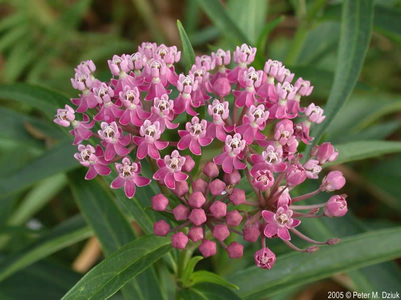 Milkweed (Asclepias spp.)