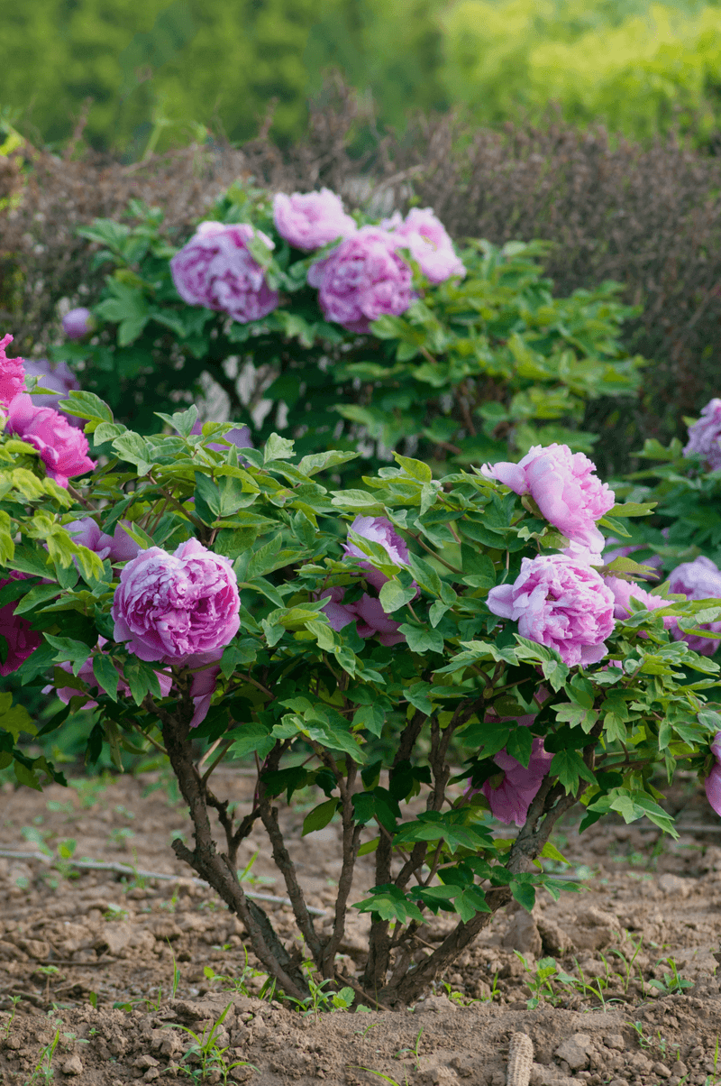 Territorial Tree Peonies