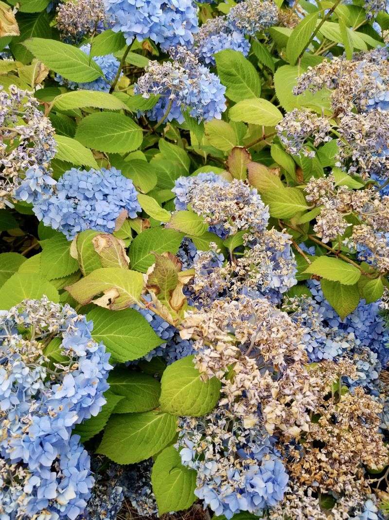 Hydrangeas (Bigleaf Types)