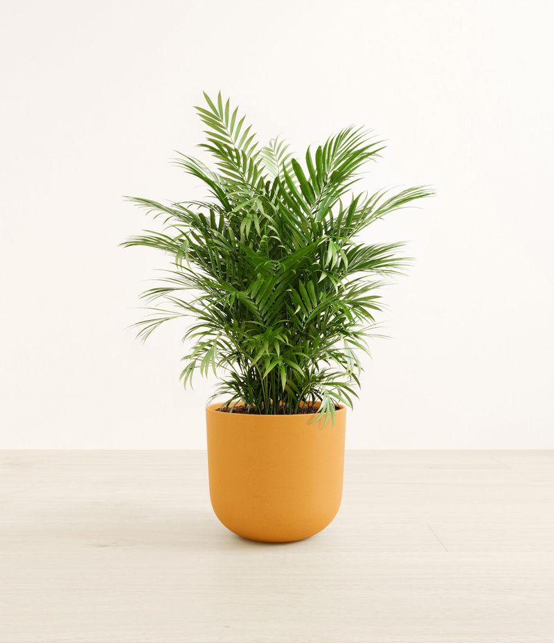 Parlor Palm