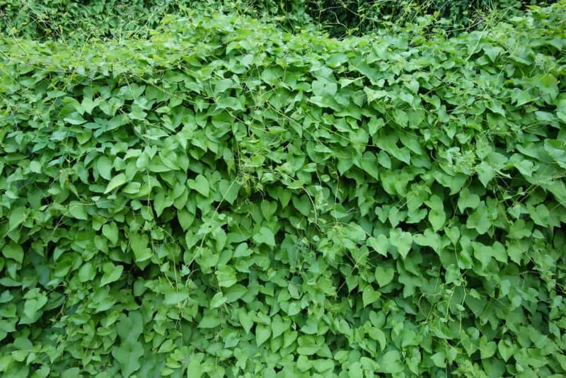 Kudzu