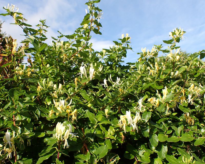 Japanese Honeysuckle