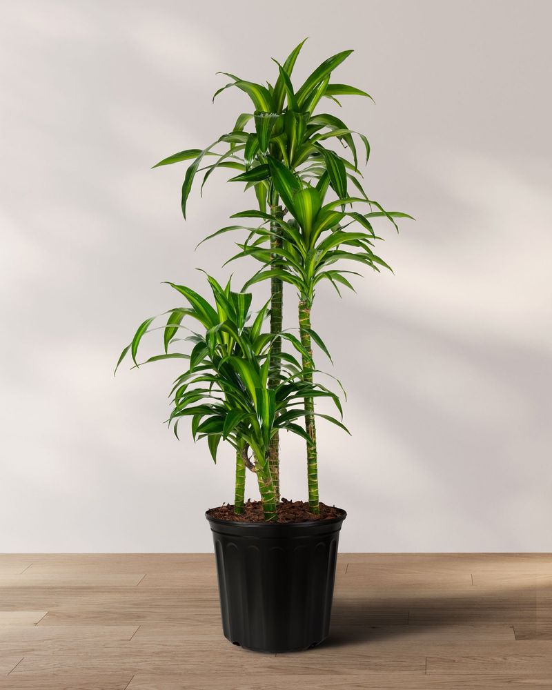 Dracaena